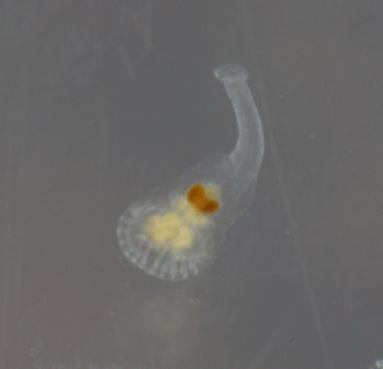 Media type: image;   Invertebrate Zoology 74256